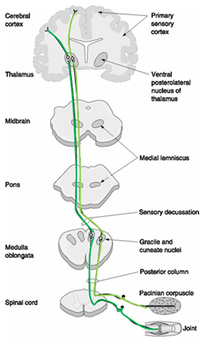 Ascending & Descending Tracts - EHS Anatomy & Physiology (A)